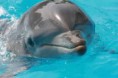 /album/allatkak/delfin-jpeg/