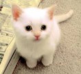 /album/allatkak/images-jpeg/